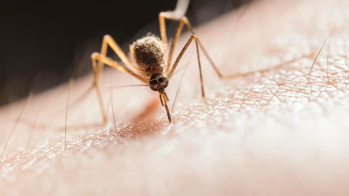 Monsoon Fevers and Dengue
